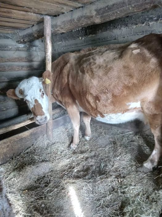 Продам доянных коров