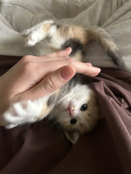 Котенок 1 месячный