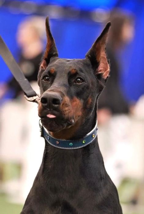 Доберманы милыйе