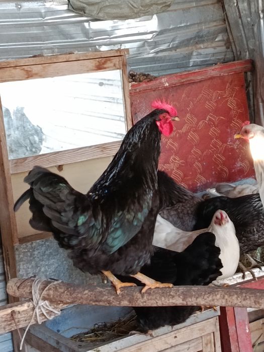 Петух қораз ортаща