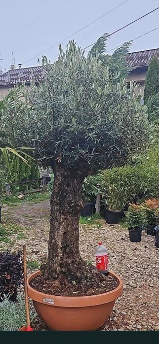Maslini .plante ornamentale