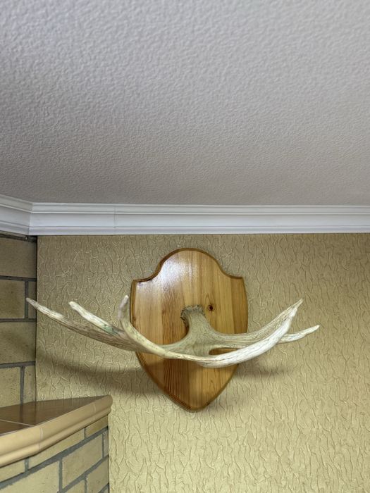 Рога оленя (Декор)