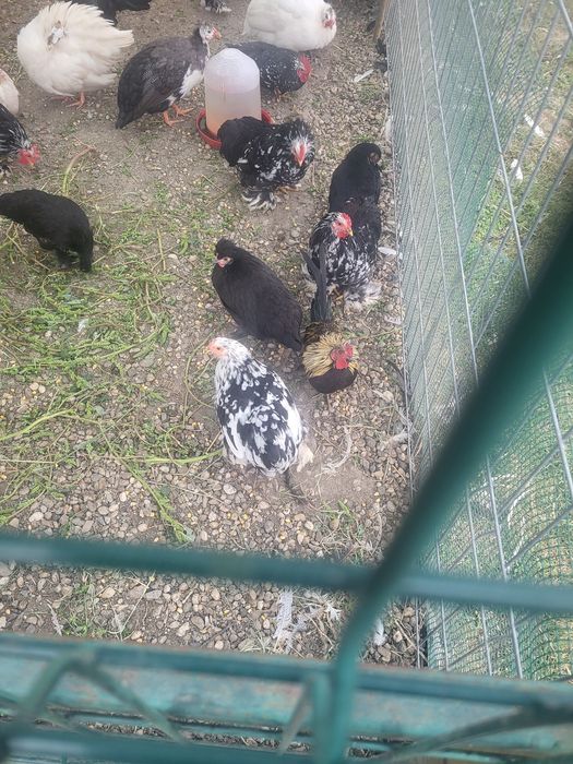 Cocoși de Cochinchina