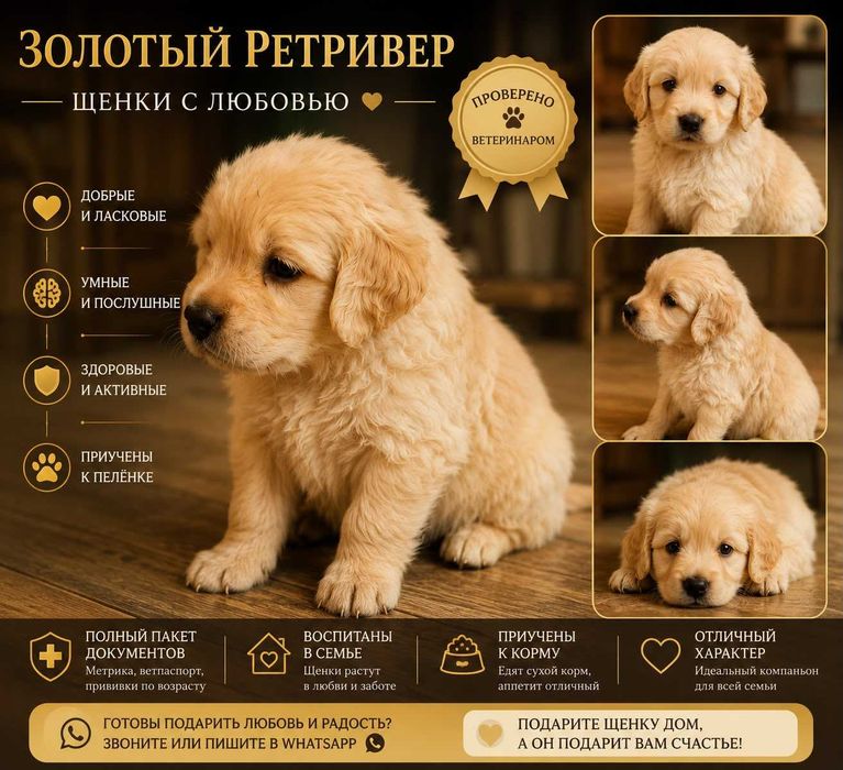 .   Золотистый Голден Ретривер