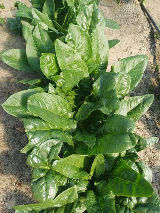 Vând spanac en gros