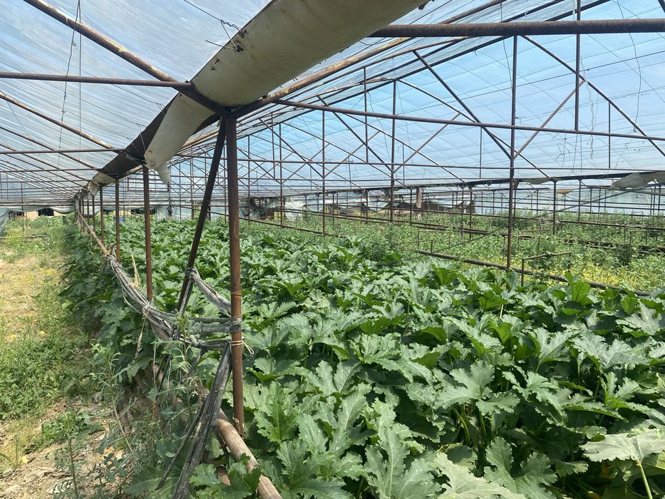 Продажа действущий теплицы