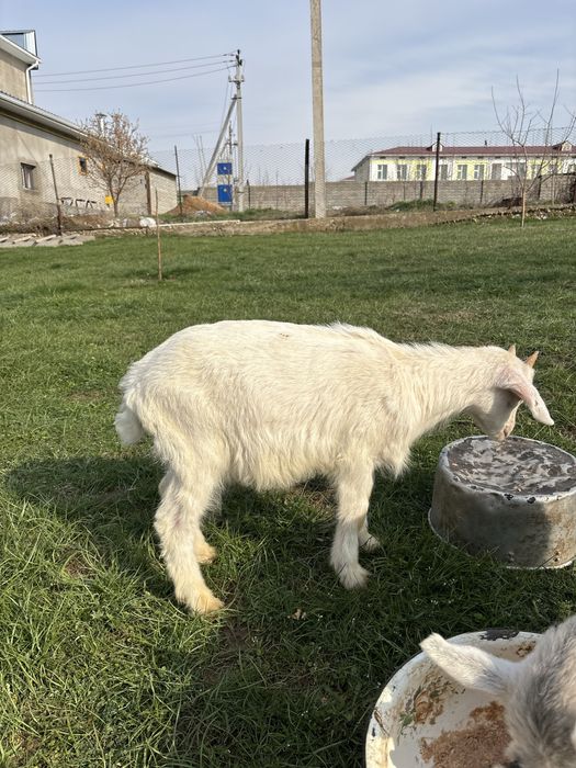 Лақтар 2 шт  2 айлық