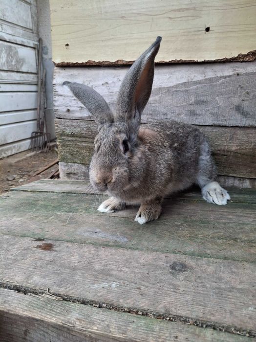 Продавам эайци от добри родители