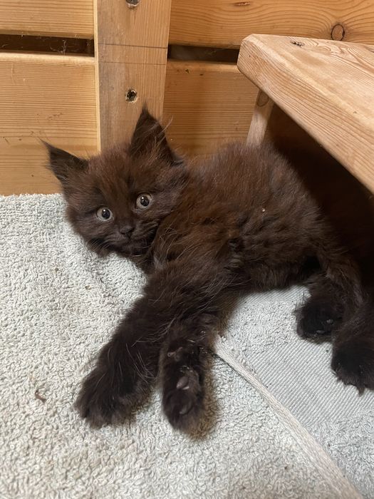 Котенок в хорошие руки