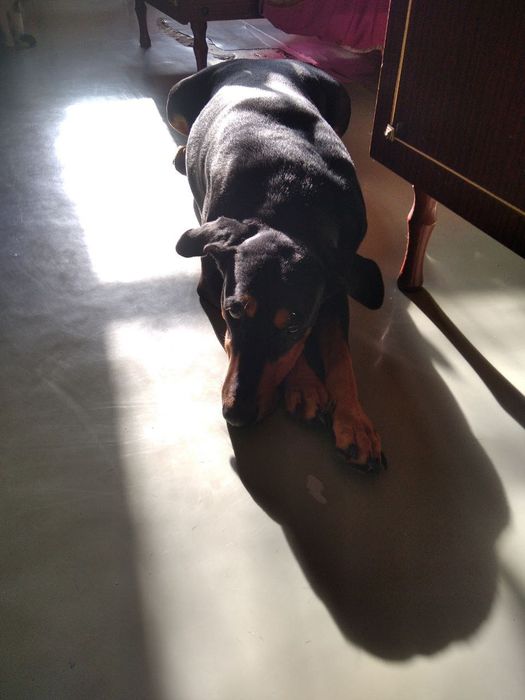 Доберман девочка