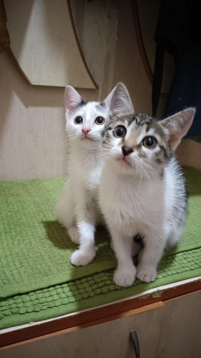 Отдам котят в добрые руки