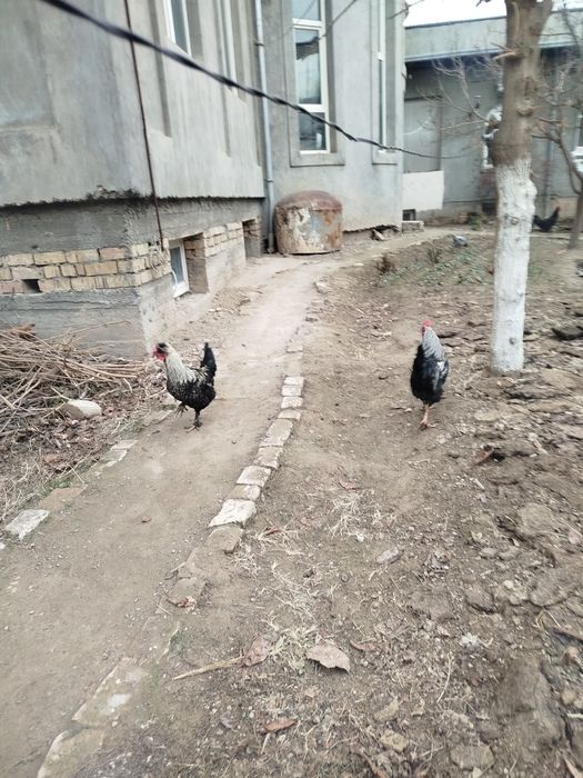 Домашний хурозлар сотилади