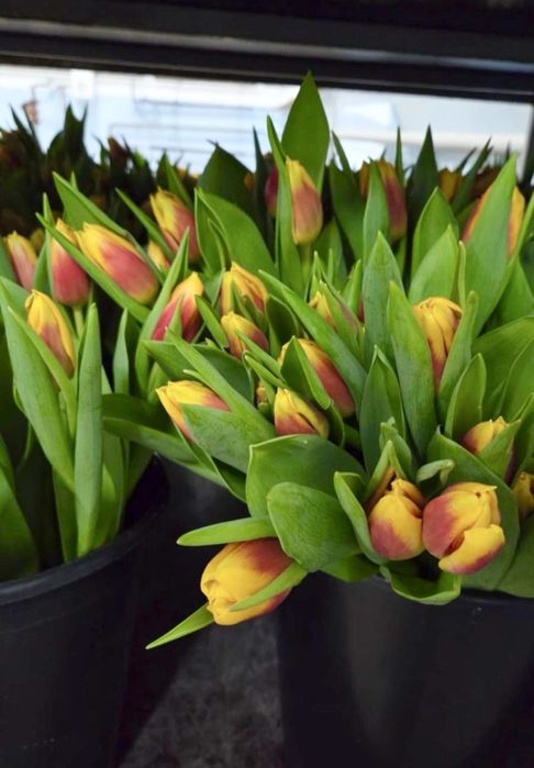 Тюльпаны в Караганде - опт и розница