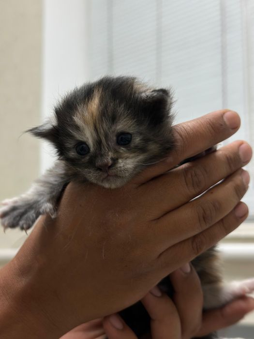 Продам породитсых котят