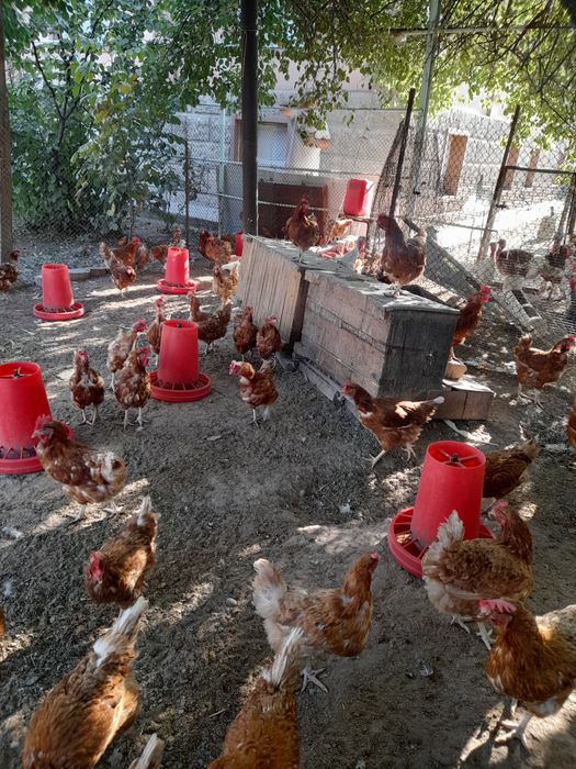 Tuxum qo'yib turgan tovuqlar sotiladi