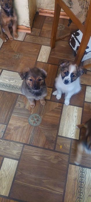 Щенки. 3 месяца. Мальчики и девочки.