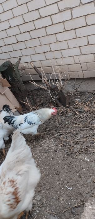 Продам молодого петуха