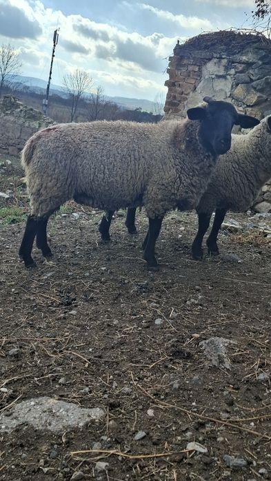 Mioară gestantă,cârlane gestante cu berbec suffolk original