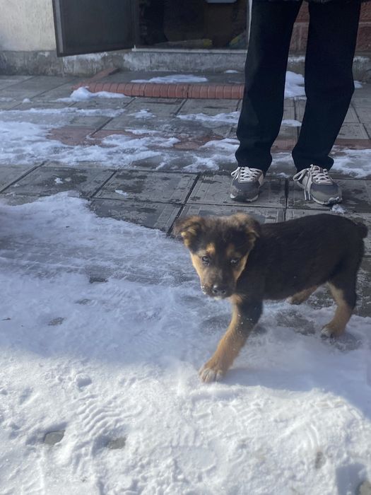 Немецски овчарка