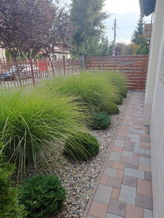 Vând trei buc. iarbă de pampas