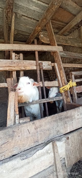 Toqol taka bor arenda yoki sotiladi