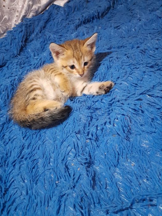 Котенок мальчик в добрые руки