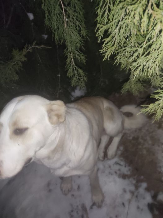 Срочно сатылады келісім бар