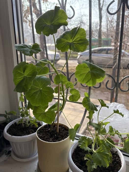 Продам растения в горшках