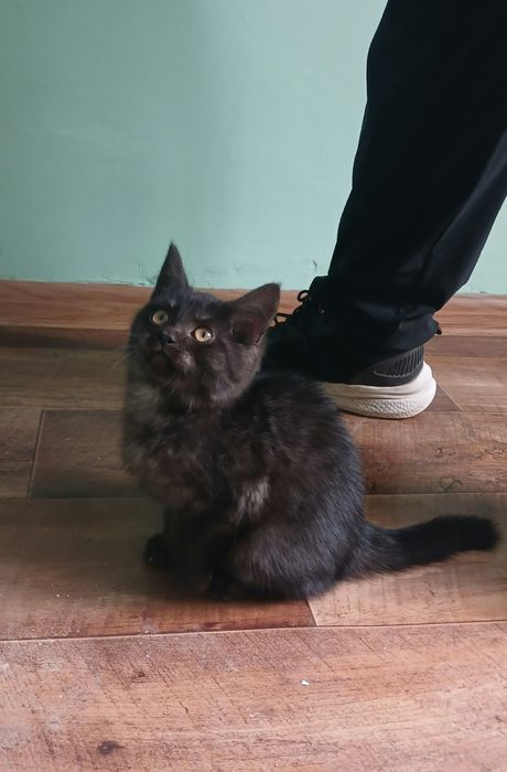 Отдам котенка милая девочка