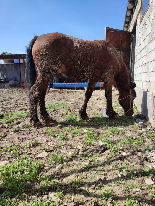 Айгыр семиз 7жасар