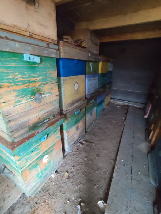 Прадам ульи бу дадан!