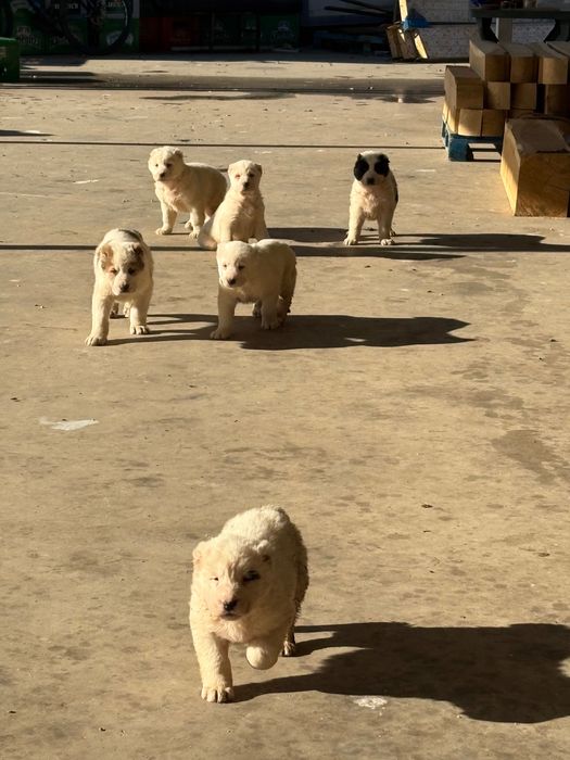 Кученца Алабай породисти с родословие