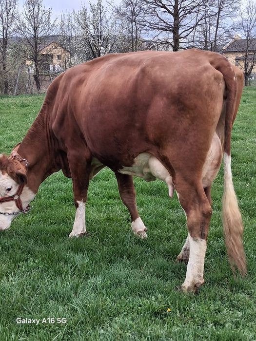 Vand juninca baltata românească la a 2a fătare