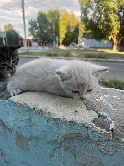 Отдам в добрые руки