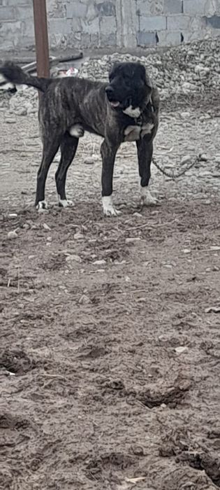 Прививик све сделано