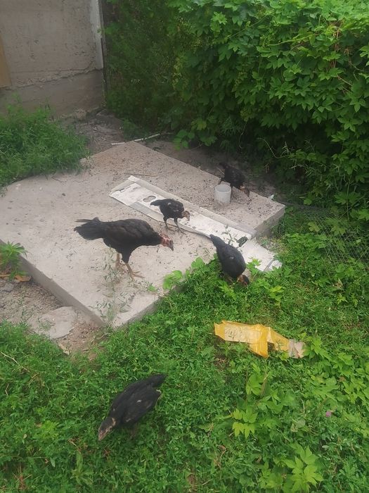 Даканы   цыплята