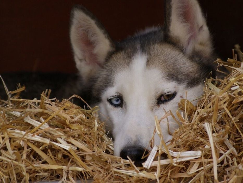 Солома для собак