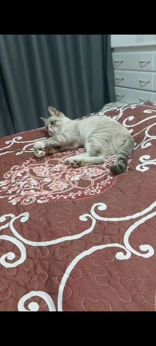 Отдам ласковую кошечку табби