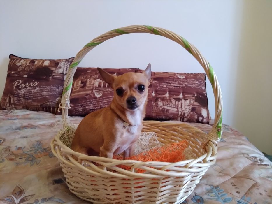 Вязка мальчик Чип