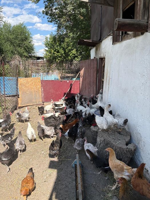 Продам молодые куры и петуха