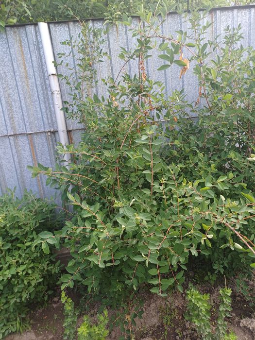 Продаю камчатскую жимолость