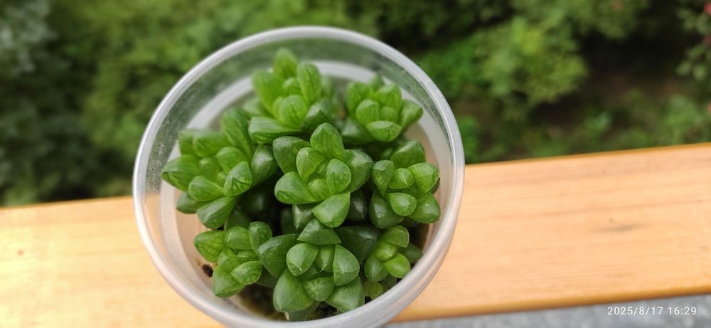 Продам " дамское счастье " , молодые суккуленты