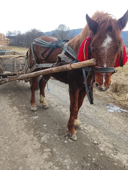 Vând mânz armăsar