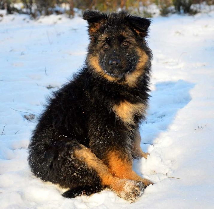 ЩЕНКИ немецкой Овчарки Клубные