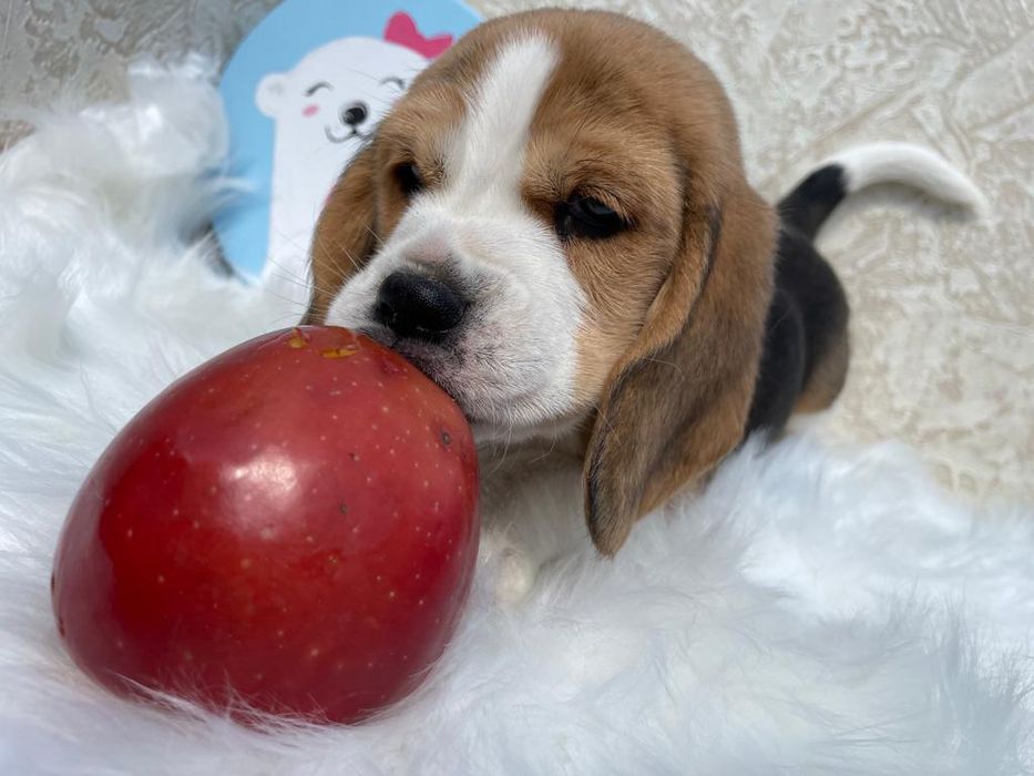 Триколорнве детки Бигля