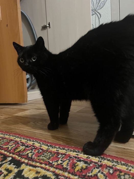 Отдам даром кота