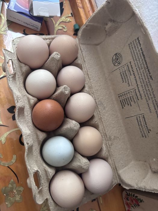 Oua pentru incubator