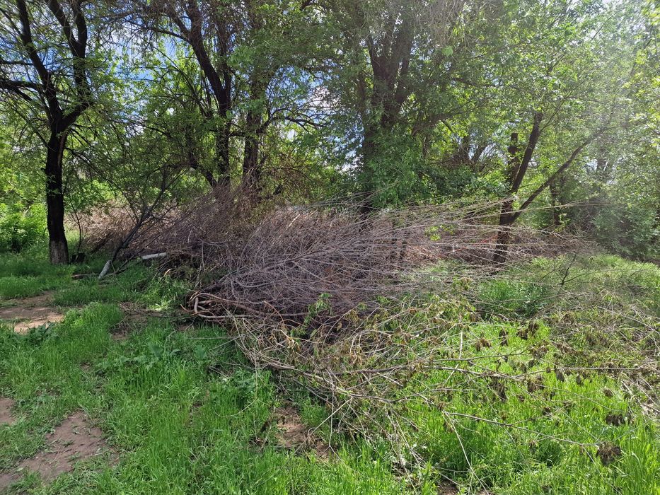 Деревья тал сынган бесплатно 100мың берем