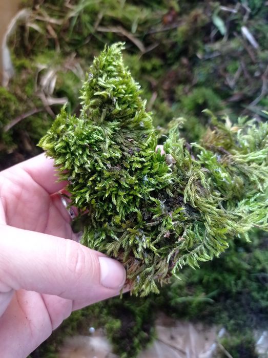 Мох (грунт улиткам)