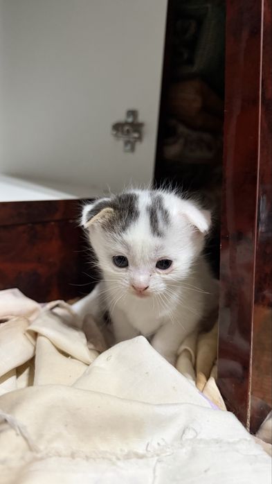 Вислоухие котята